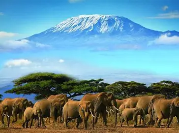 Amboseli National Park 1