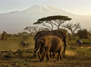Amboseli National Park 2