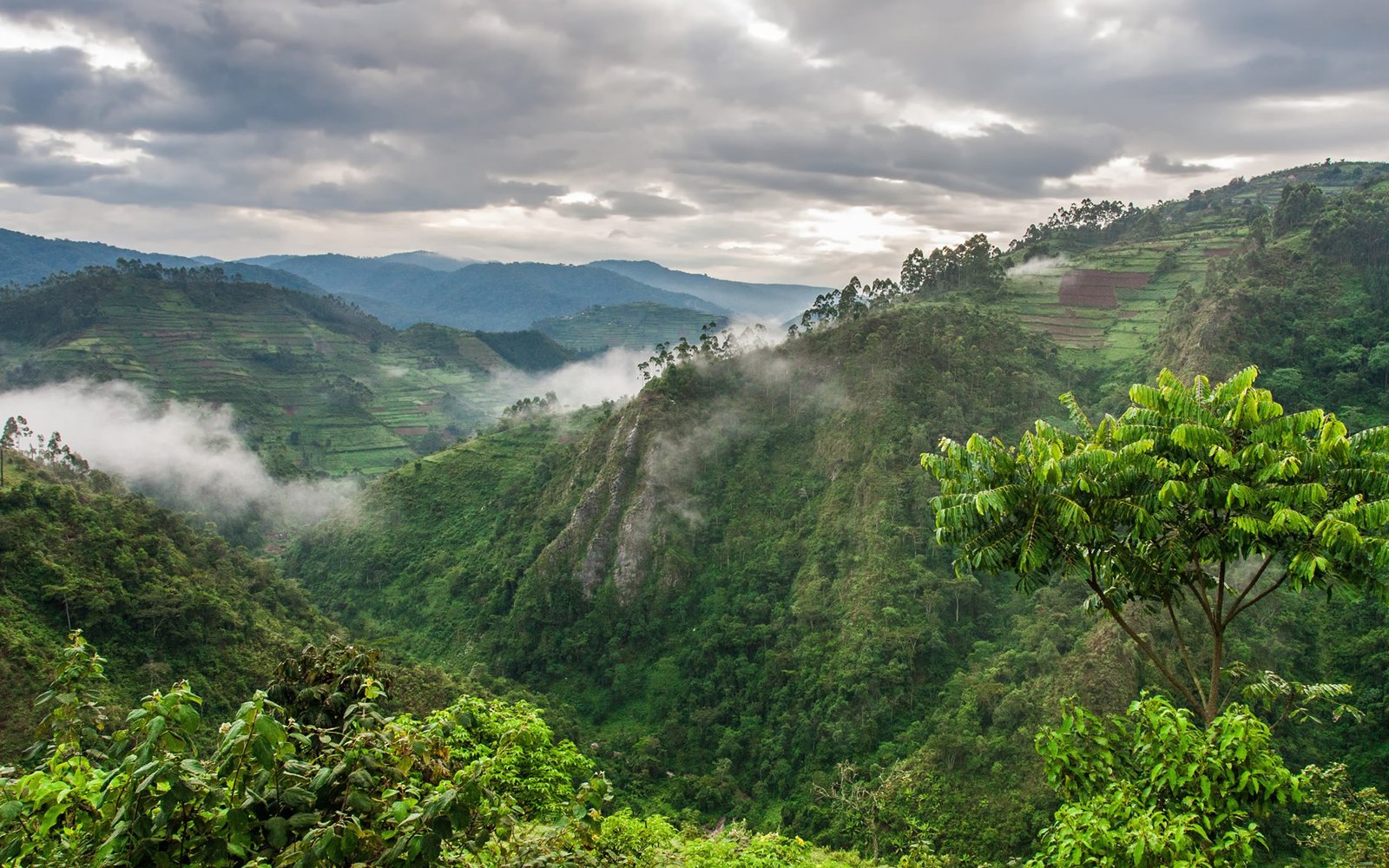 Bwindi Impenetrable Forest