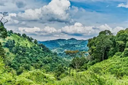 Bwindi Impenetrable Forest 1