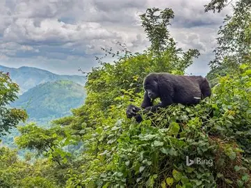 Bwindi Impenetrable Forest 2