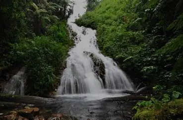 Bwindi Impenetrable Forest 3