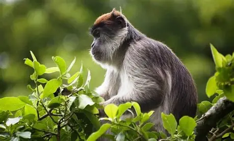 Kibale Forest 1