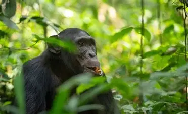 Kibale Forest 2