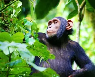 Kibale Forest 3