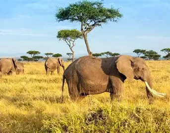 Masai Mara National Reserve 2