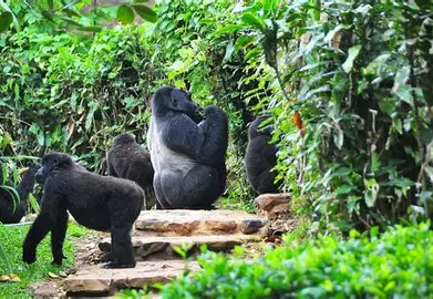 Mgahinga Gorilla National Park 3
