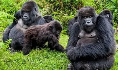 Mgahinga Gorilla National Park 1