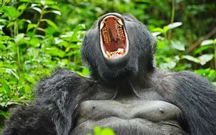 Mgahinga Gorilla National Park 2