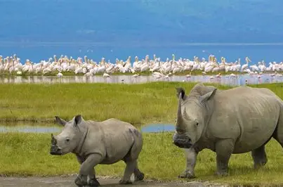 Lake Nakuru National Park 1
