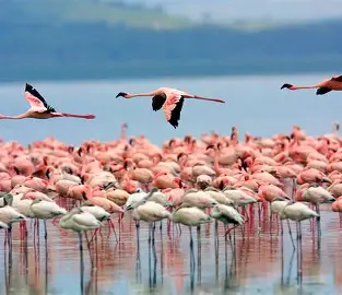 Lake Nakuru National Park 2
