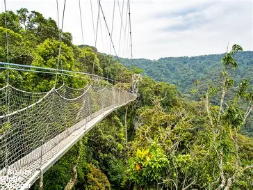 Nyungwe Forest National Park 3