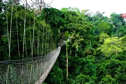 Nyungwe Forest National Park 1