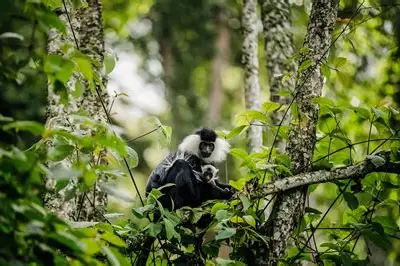 Nyungwe Forest National Park