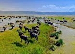 Ngorongoro Crater
