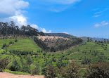 Nyungwe Forest